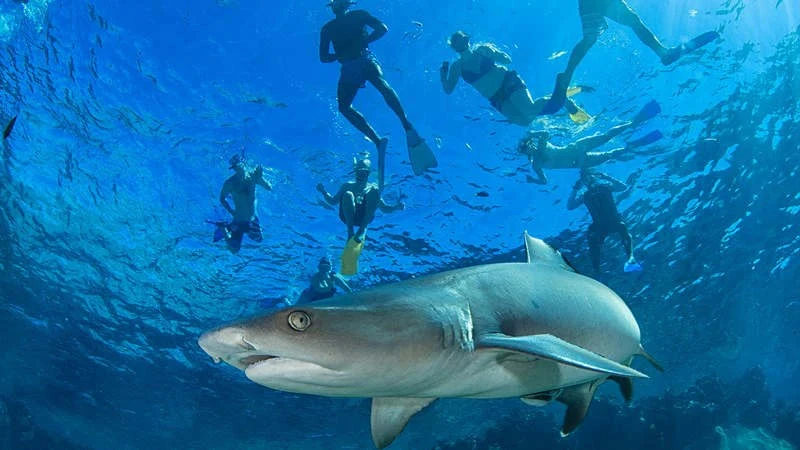 Snorkel with Sharks Fiji Experience the Ultimate Dive Trip