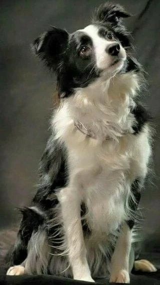 Discover a Trusted Online Community for Pet Owners