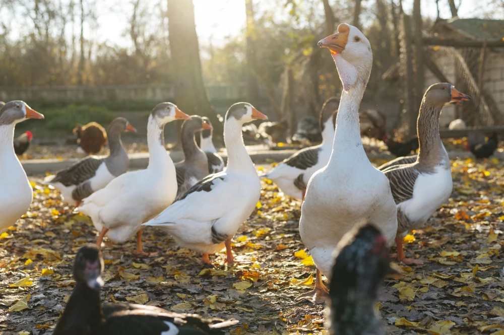 Duck Care for Beginners: Diet, Habitat & Signs of a Happy Duck