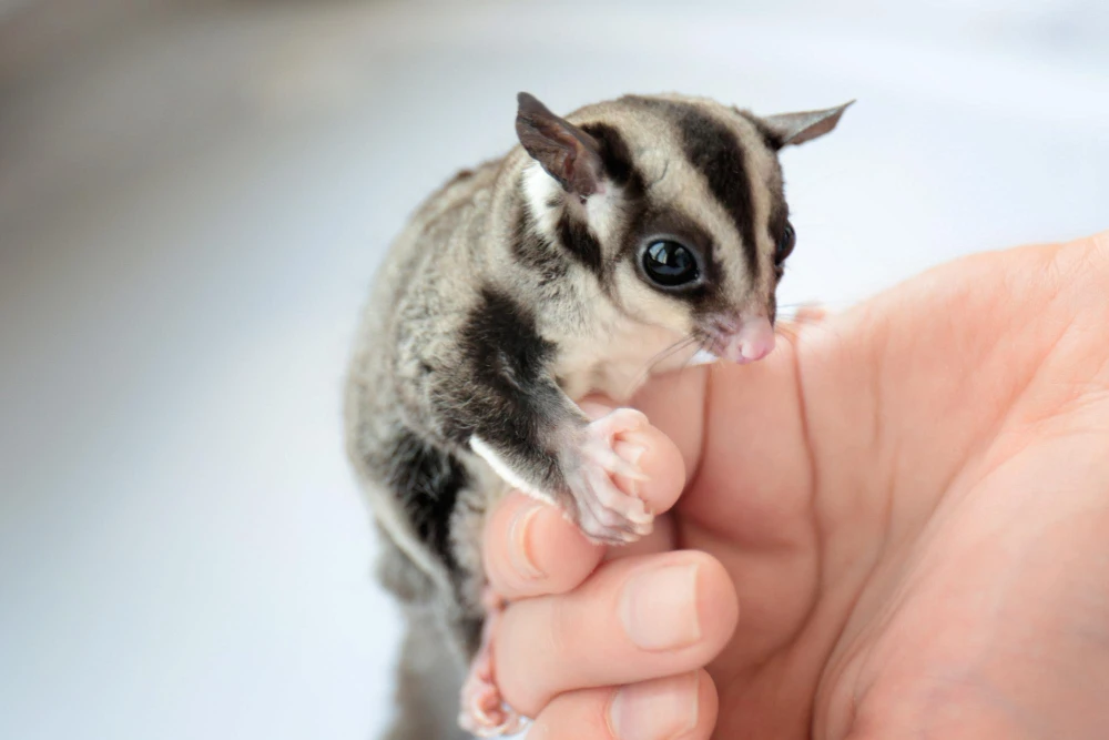 How to Bond With Your Sugar Glider: Simple Trust-Building Tips