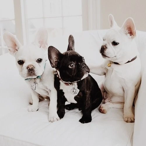 🐾 Exceptional French Bulldog Puppies – Health Tested & Well-Socialised