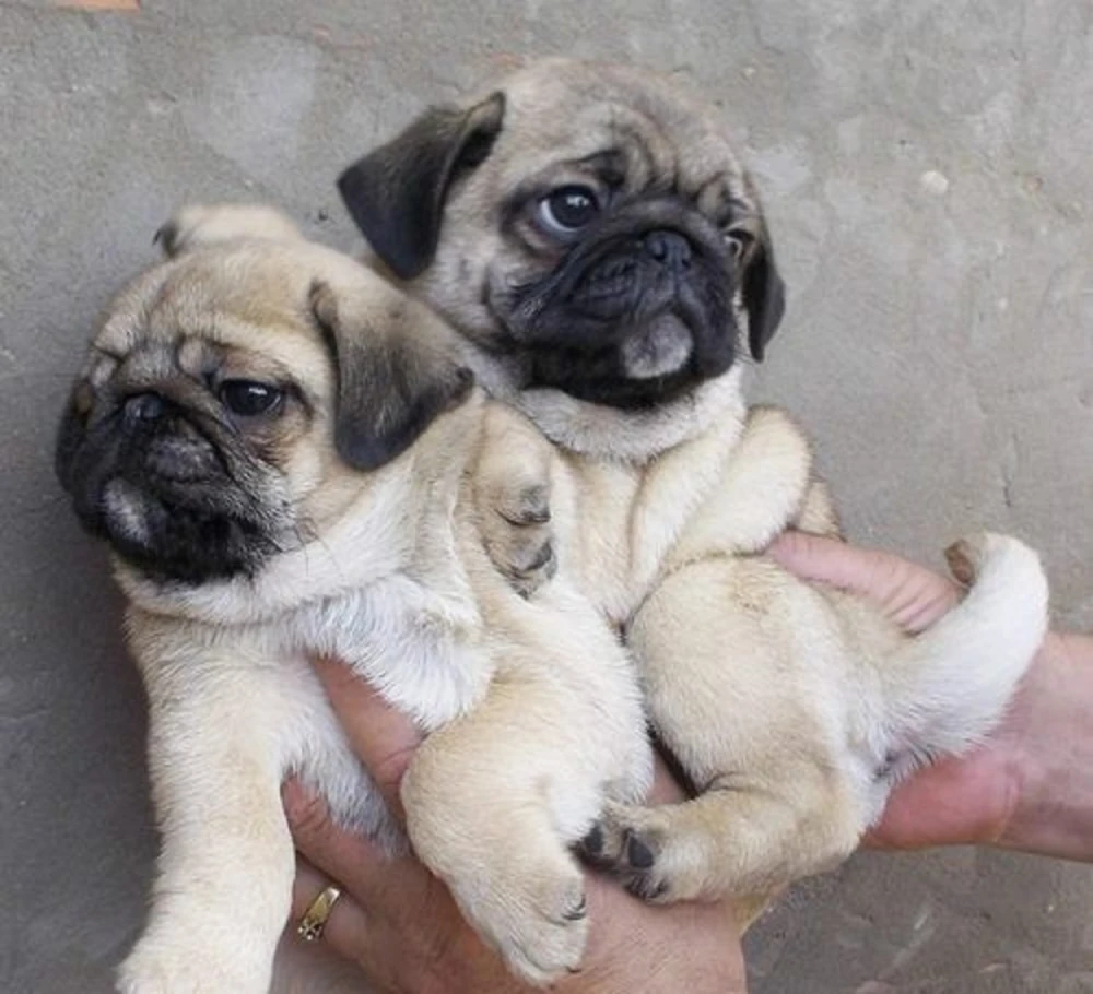 Adorable & Playful Pug Puppies Seeking Forever Families
