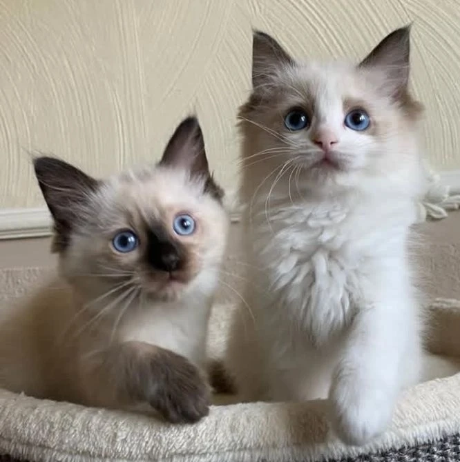 Ragdoll kitten ready