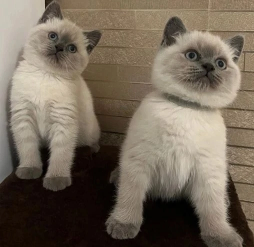 Precious Ragdoll kittens