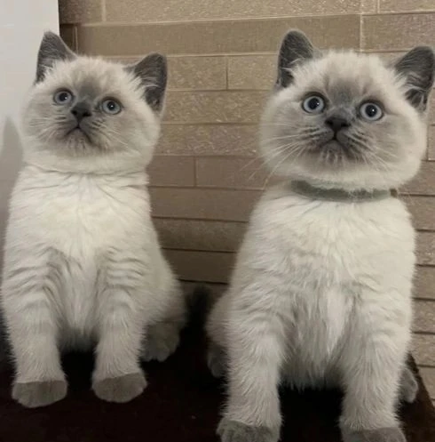 Home trianed Rgdoll kittens ready