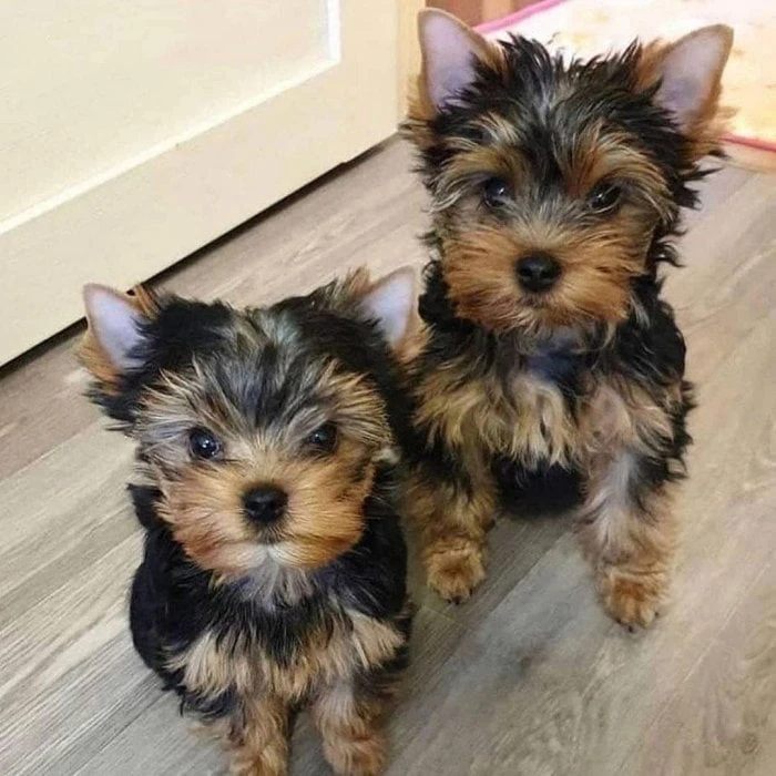 Gorgeous Teacup Yorkie Puppies