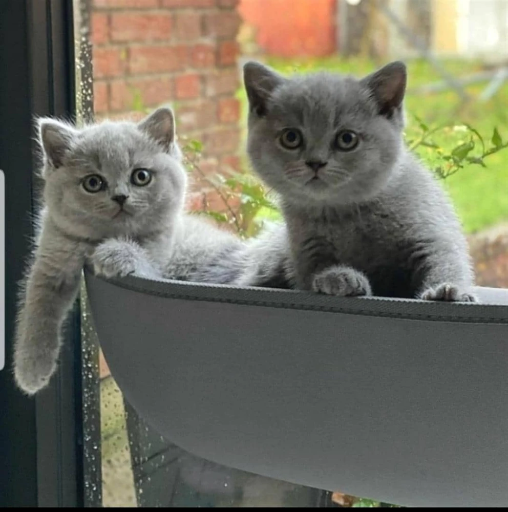 Cute British short hair kittens