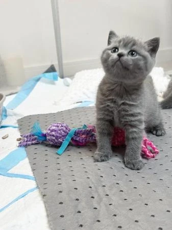 Adorable Pedigree British Shorthair  kittens Available