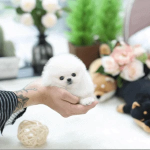 Gorgeous teacup pomeranian puppies