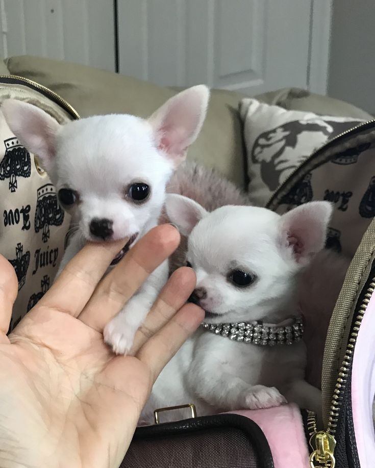 Chihuahua puppy for sale!