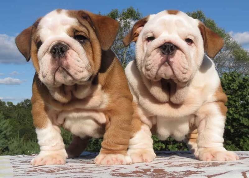beautiful-english-bulldog-puppies-2-male-1-female-big-0