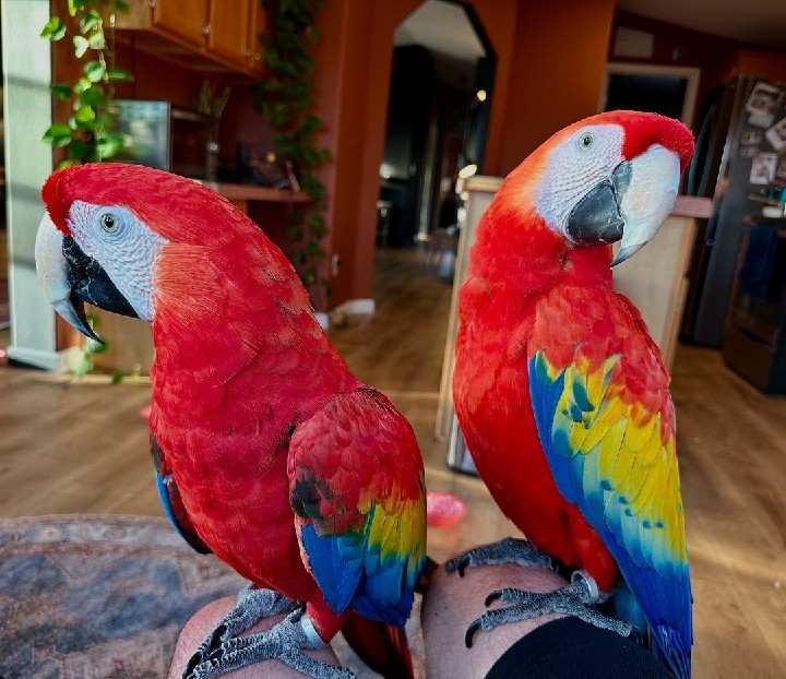 Scarlet macaws available