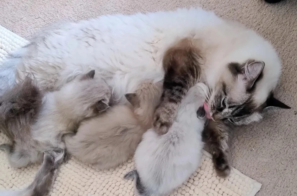 Ragdoll kittens ready for their new homes