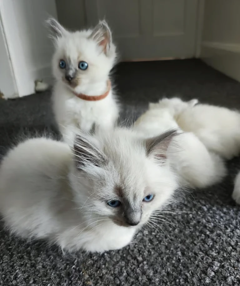 Playful,  affectionate & companions Ragdoll kittens