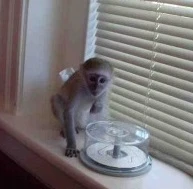Awsome Capuchin Monkeys For Adoption