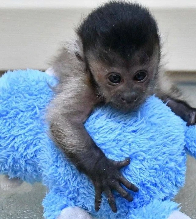 Male And Female Capuchin Monkeys For Adoption