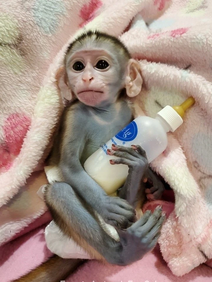 Beautiful Capuchin Monkeys Available