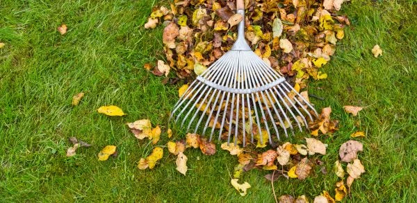Yard Cleanup & Dog Poop Removal – Affordable & Fast
