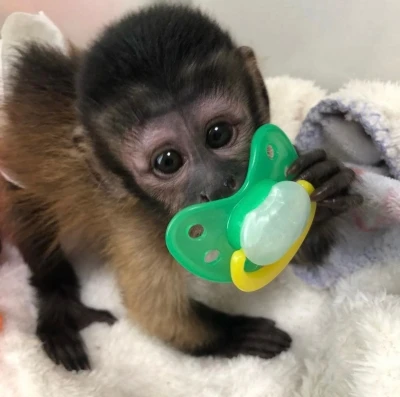 Friendly baby capuchin monkeys now ready for sale..,