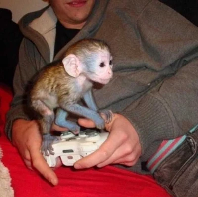 Socialized baby capuchin monkeys