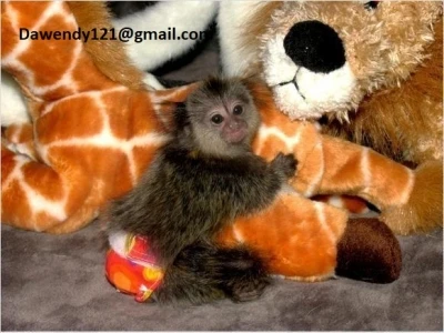 Healthy finger baby marmoset monkeys ready for sale