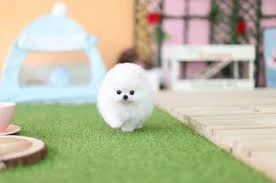 Healthy Teacup Pomeranian Puppies available