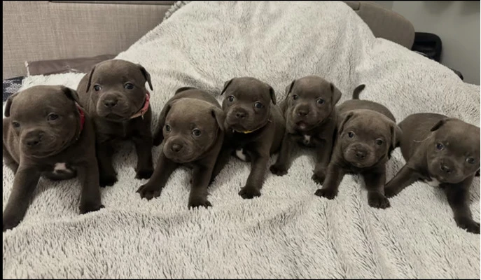 Stunning chunky blue Staffordshire bull terrier puppies- champion blood line