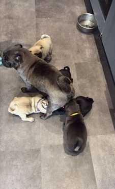 Beautiful pedigree female pug puppy for sale