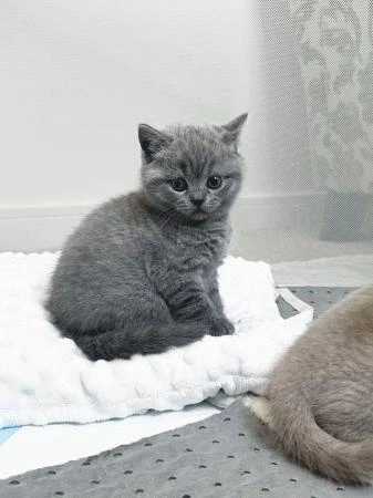 Kittens Available