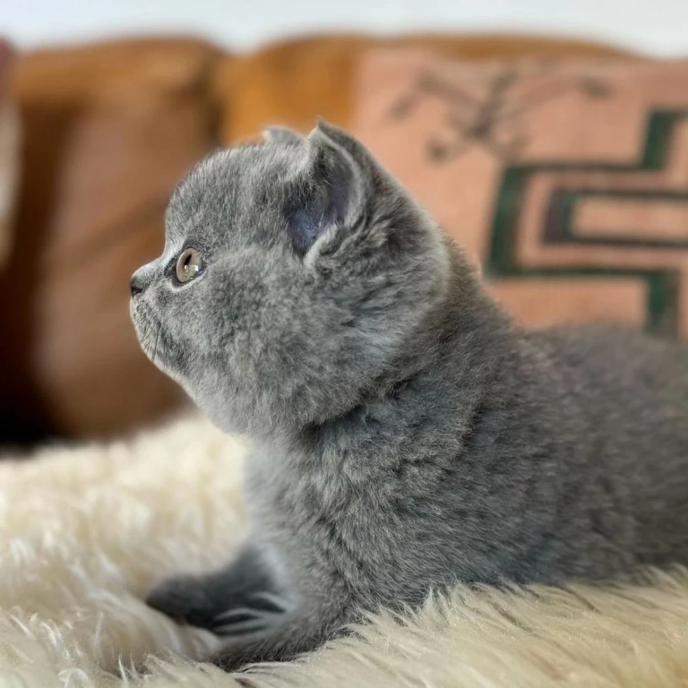 Cute British short hair kittens available