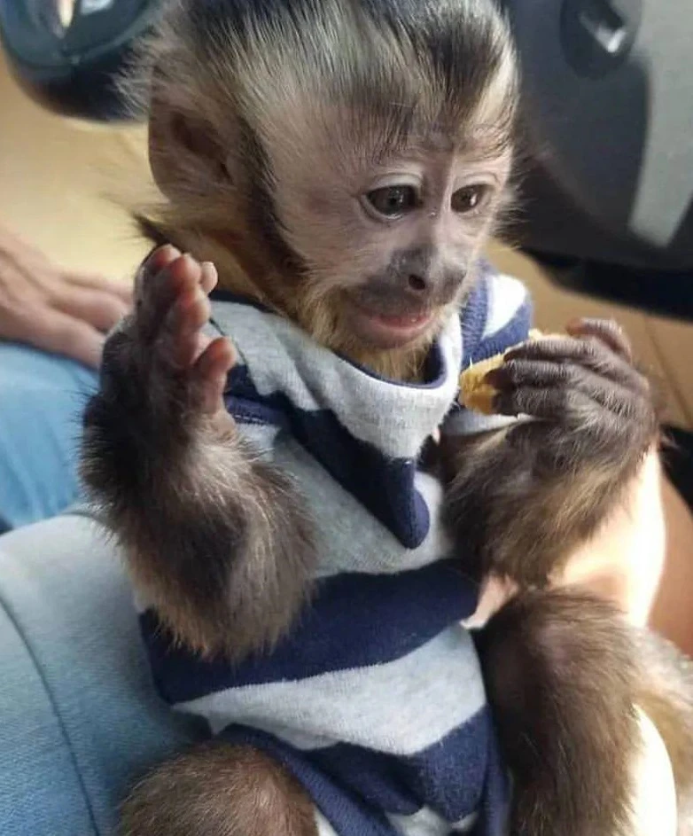 Nice And Healthy Capuchin Monkeys. Available