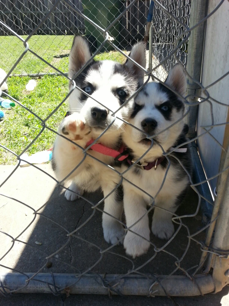 Husky puppies for adoption both males and females