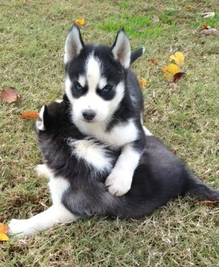 Puppies for adoption both males and females