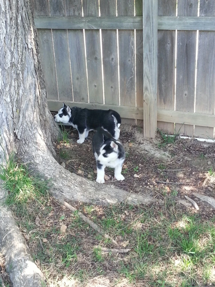 Husky puppies for adoption