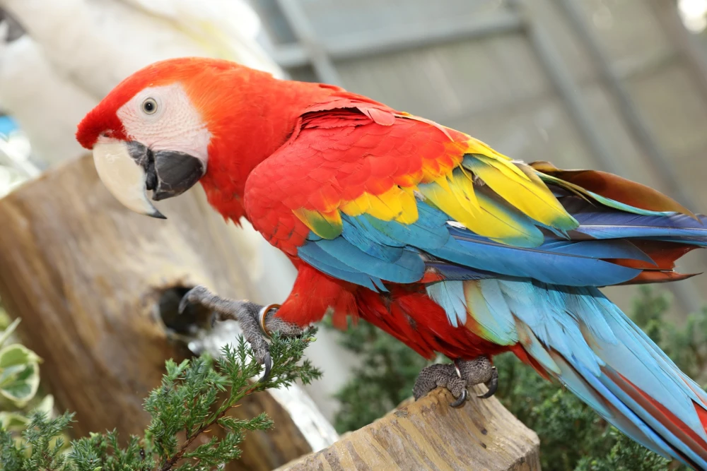 Scarlet Macaw Parrot Companion  Mos Birds