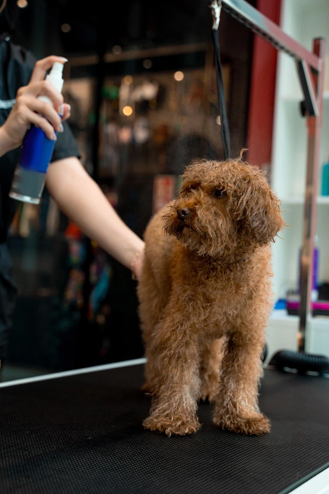 Best Grooming Care for Dogs in Fort Worth TX  Chewbarka Grooming