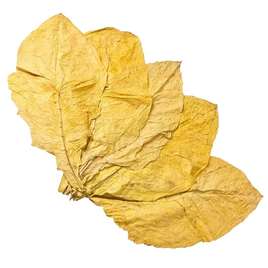 Tobacco Leaf Suppliers Premium Bulk Tobacco Leaves for Wholesale Buyers