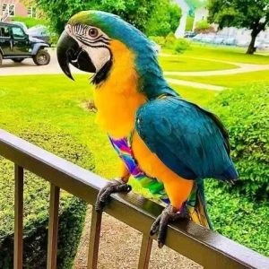 Blue Macaw Parrots for Sale in California