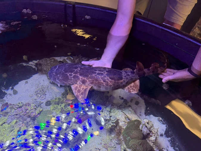 Sharks for Sale Online  Quality Aquarium Sharks Ready to Order