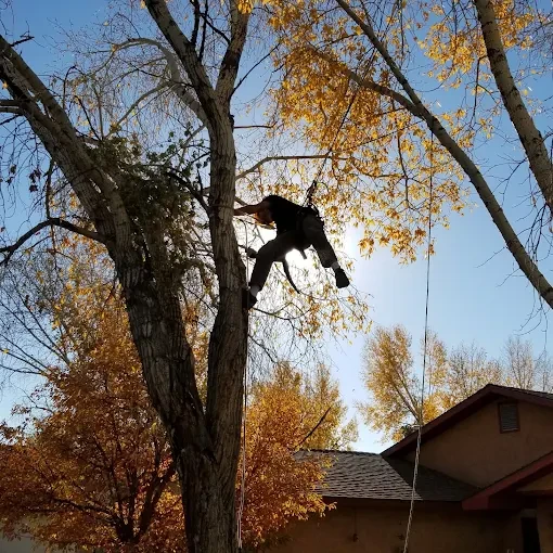 Bad Mountain Tree Service