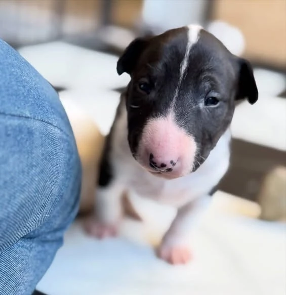 Affordable bull terrier puppies ready