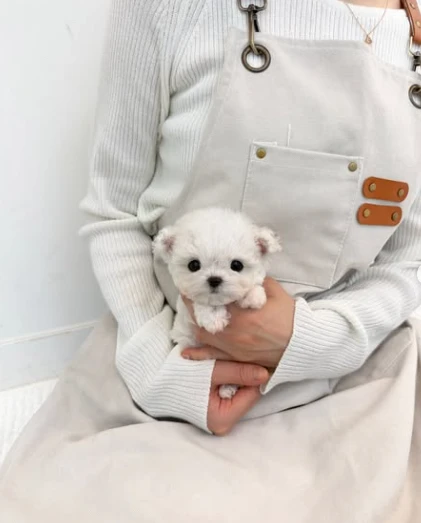 Mini Maltese bucket puppies for sale at good price