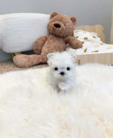 Male and female Maltese puppies available for sale