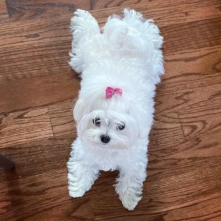 Mini maltese teacup puppies  for rehming