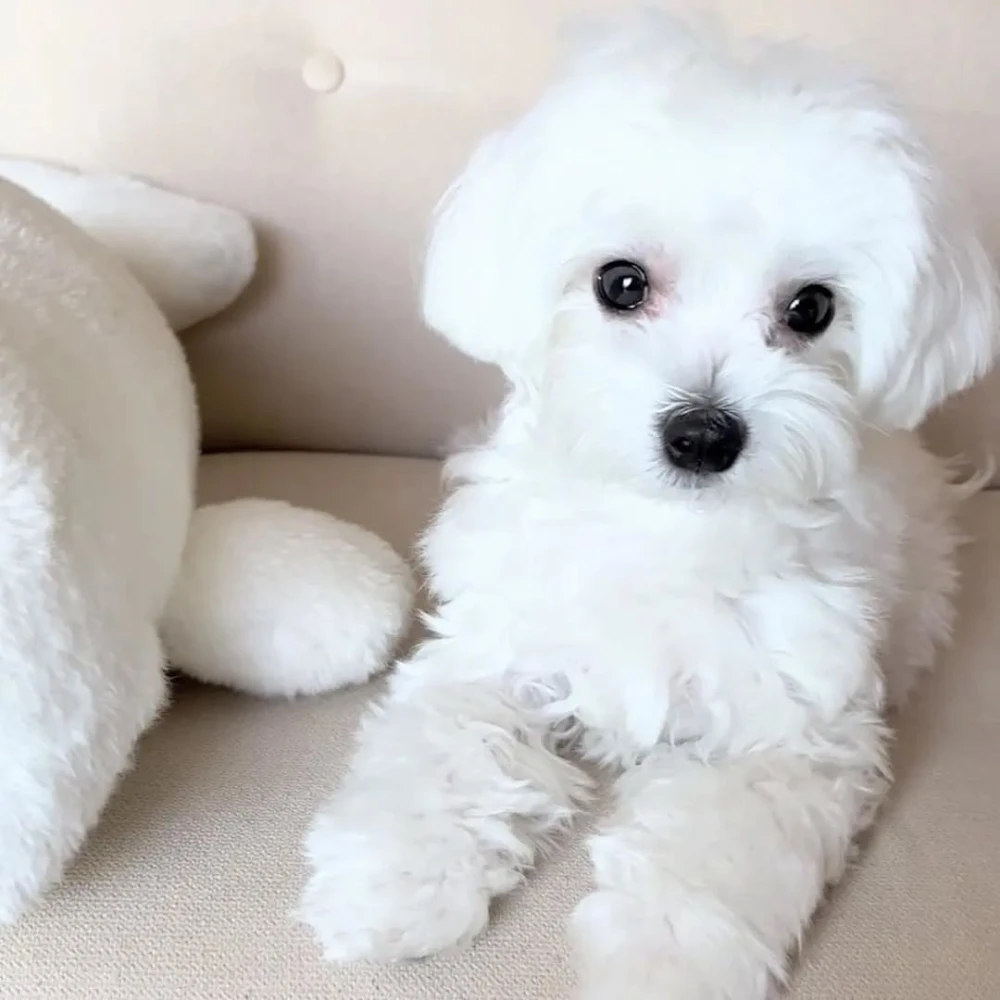 Healthy male and female maltese puppies available for rehoming