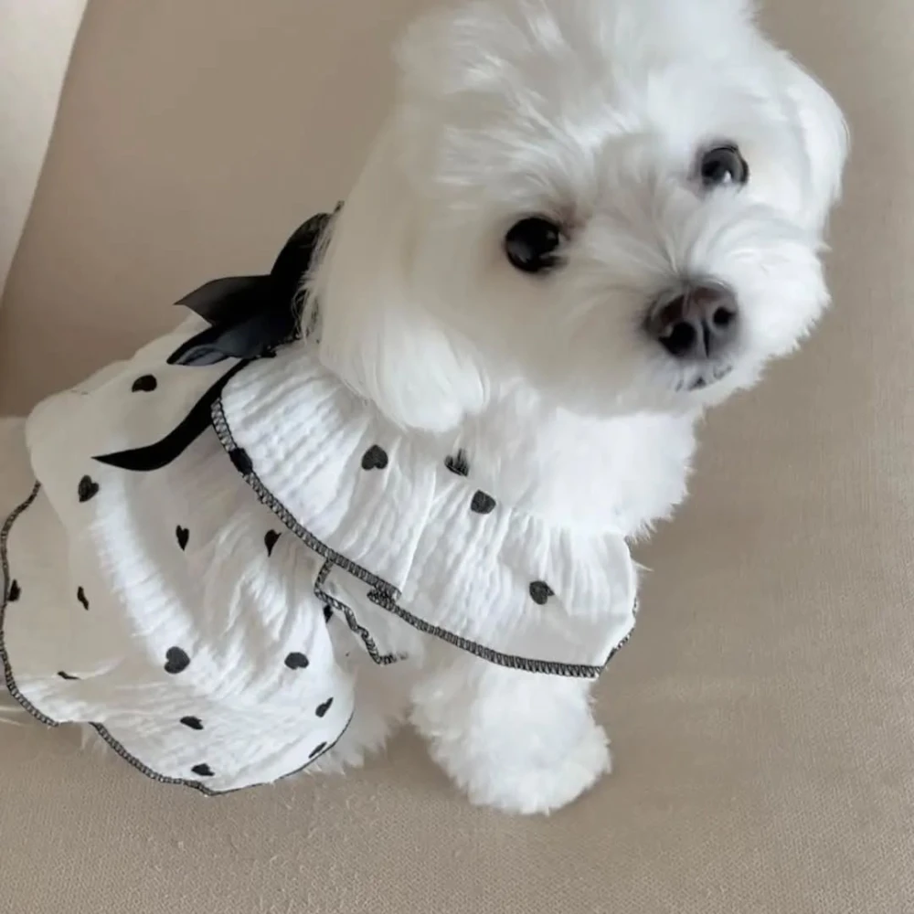 Cream white Maltese puppies ready to go