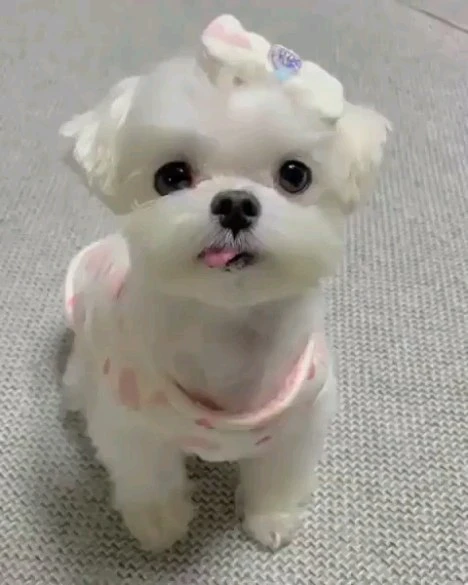 Sociable Maltese puppies for rehoming