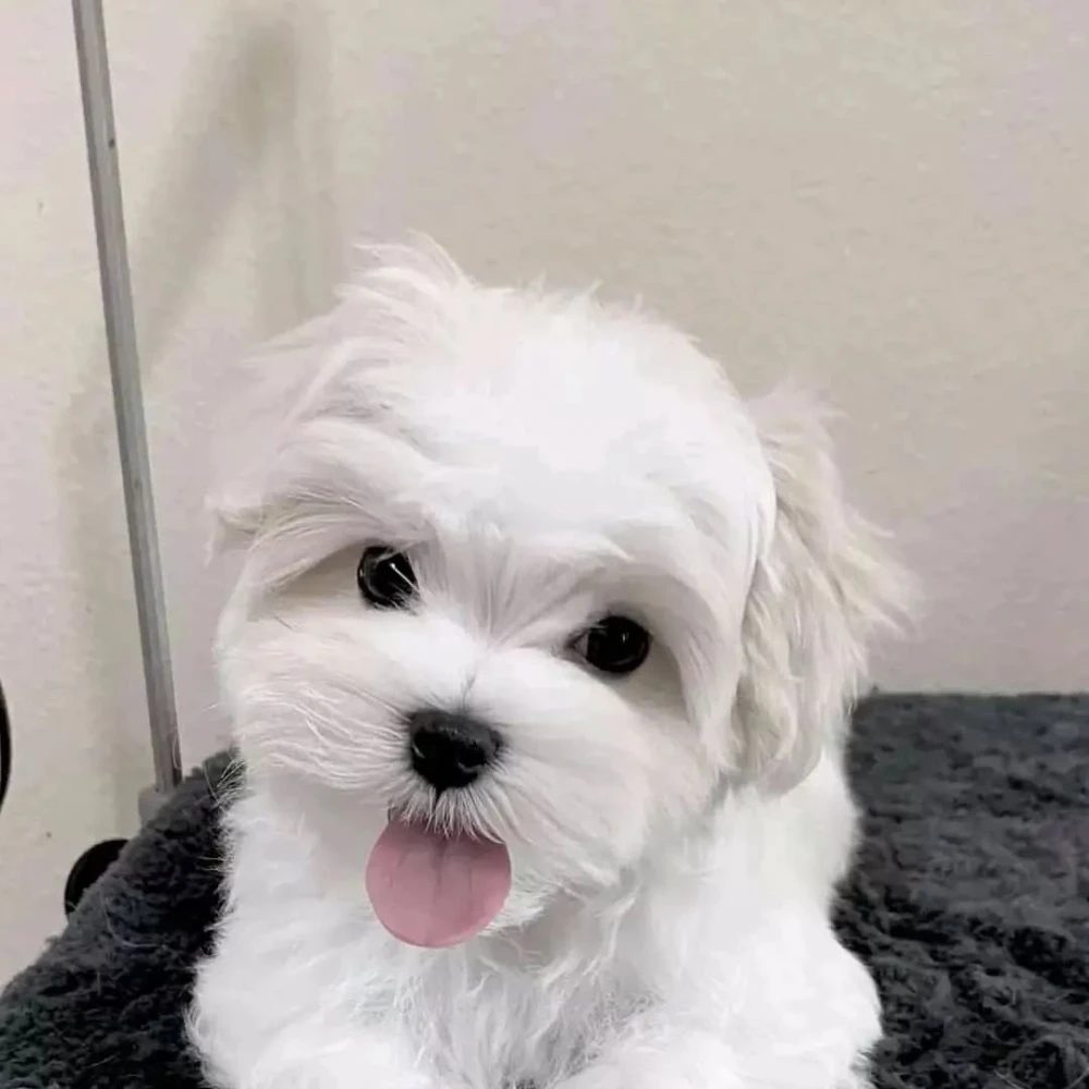 Teacup Maltese puppies male and female ready