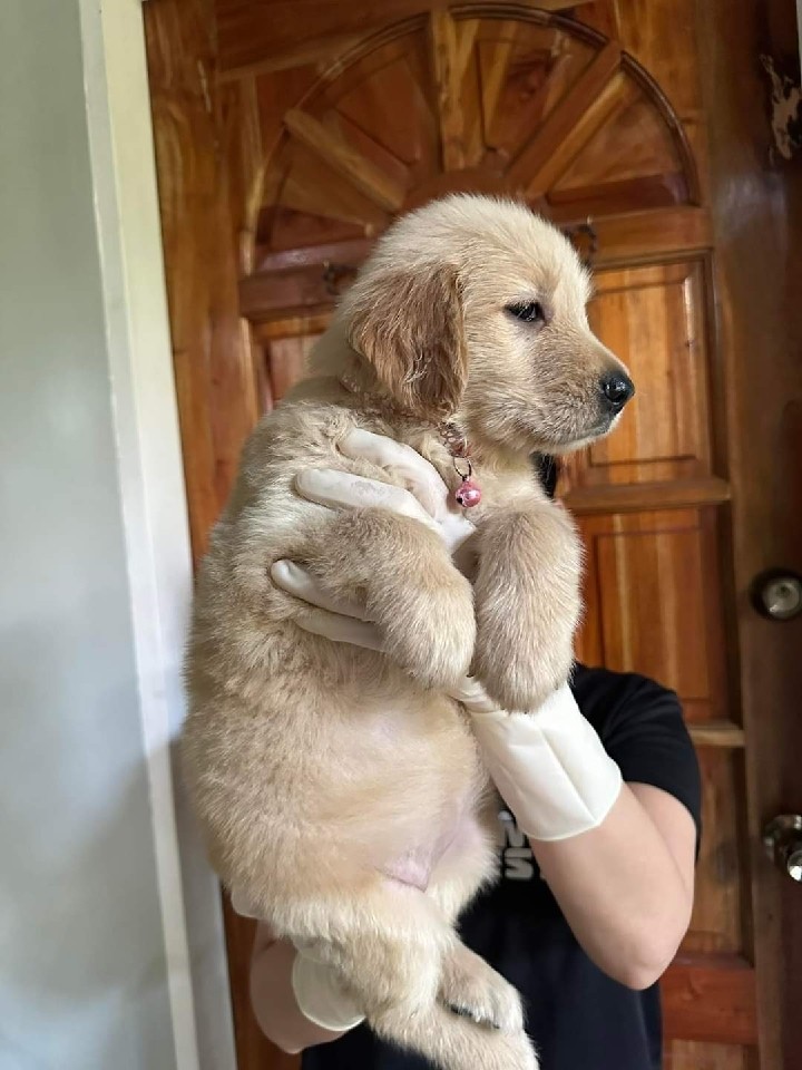 Adorable golden retriever puppy