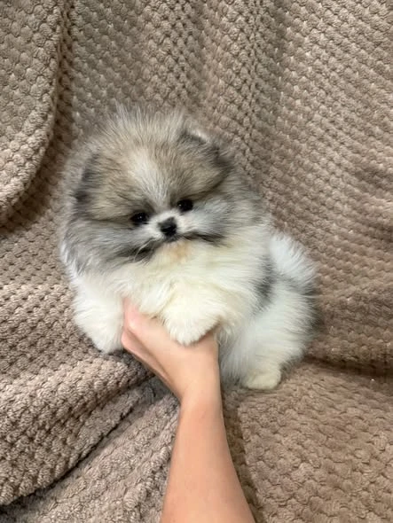 Beautiful Pomeranian puppies Available